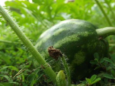 البطيخ: زراعة في الحزام الأوسط مع مراعاة التقنيات الزراعية