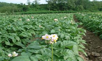 البطاطس: النمو والاستمالة في منطقة الضواحي