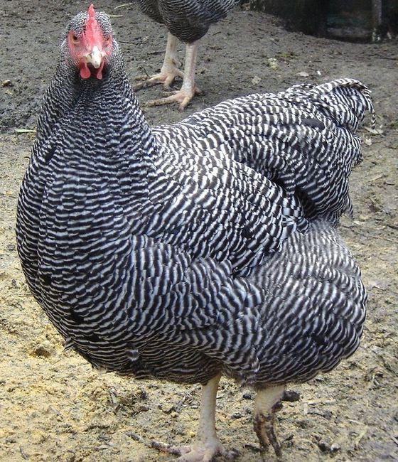 الدجاج Plymouth: وصف عام والوصف