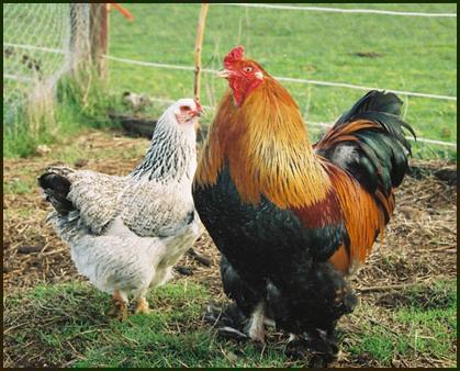 سلالات الدجاج: زراعة ورعاية