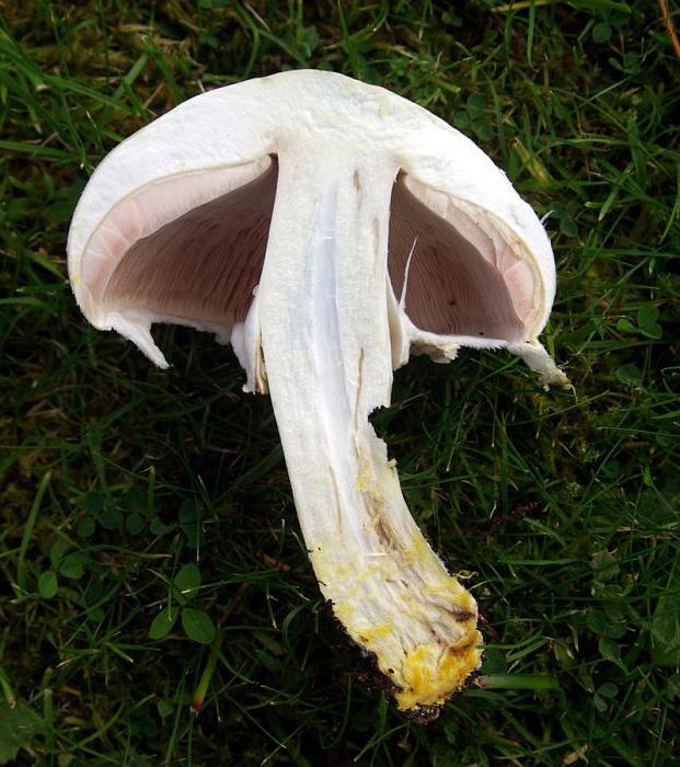 Champignon المخنثين: الوصف ، زراعة