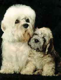 Dandy Dinmont Terrier: description of the breed، photo