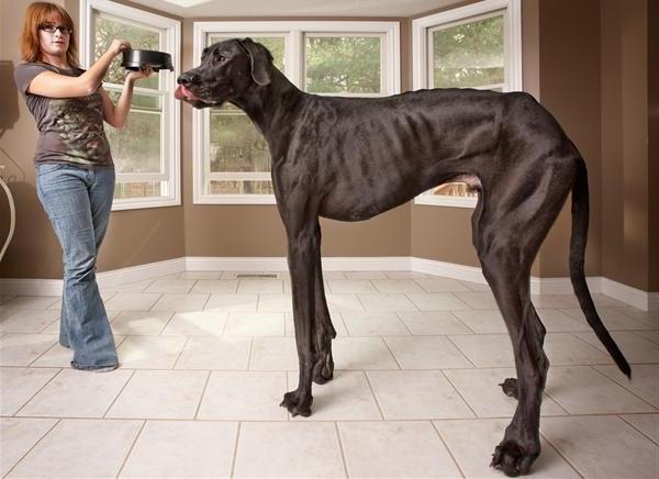 ما هو أكبر سلالة من الكلاب في العالم؟