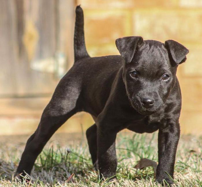 Patterdale Terrier: Breed description، character، training، reviews