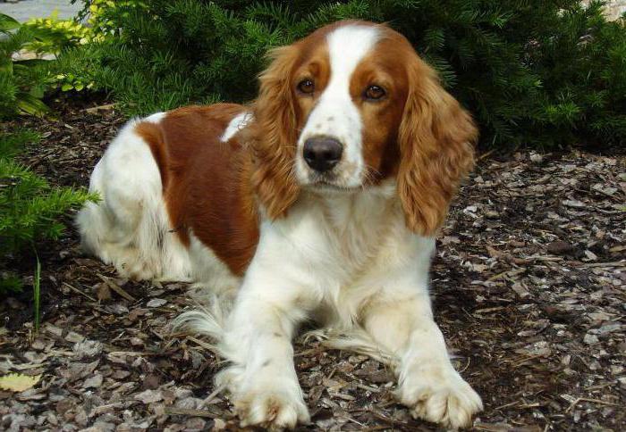 الويلزية Springer Spaniel: وصف السلالة