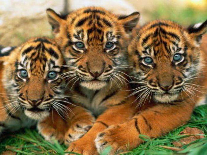أسرار النمور: ندرس عالم الحيوان