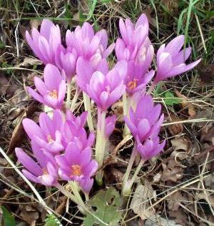 الزهور Colchicum في مؤامرة الحديقة