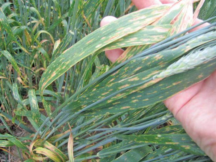  تعليمات fungon fungicide للاستخدام المراجعة