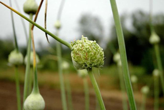 بذور الثوم من bulbock 