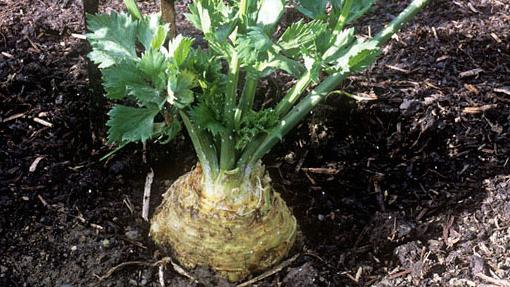 كيف تنمو جذور الكرفس