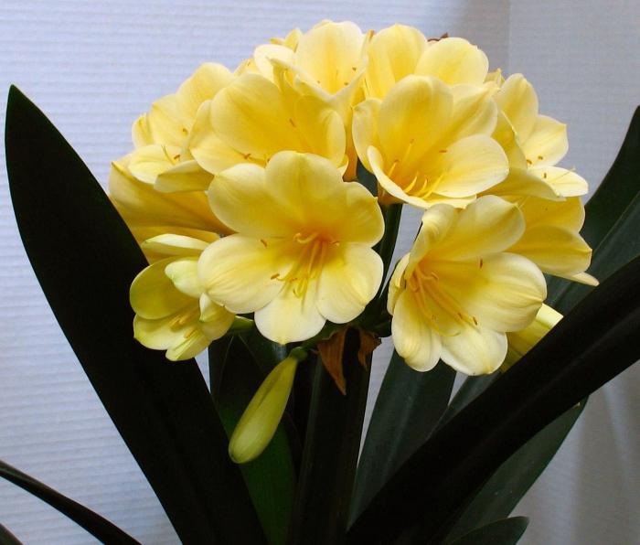 الرعاية clivia الصورة