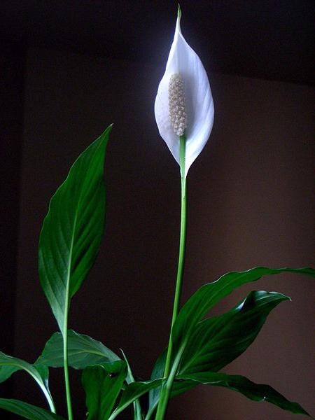 الرعاية المنزلية spathiphyllum 