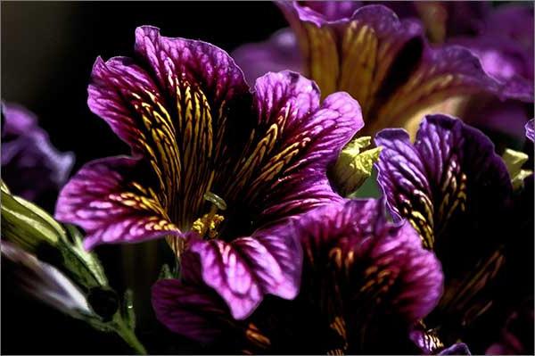 Salpiglossis (زراعة ورعاية)