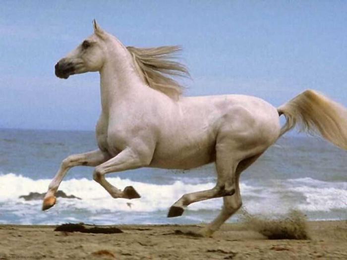 تفسير الحلم: لماذا يحلم الحصان؟