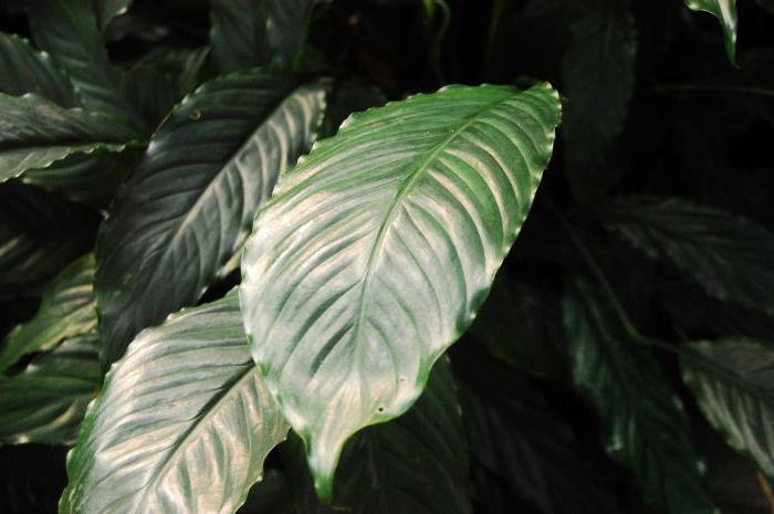 Spathiphyllum: علامات وخرافات