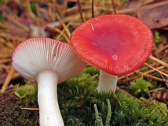 كم لطهي russula