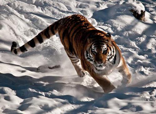 Amur tiger: حقائق مثيرة للاهتمام عن الحيوان