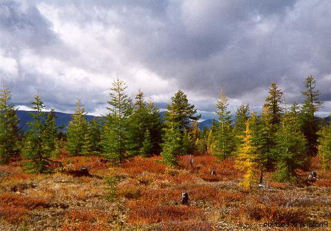 Bureinsky Reserve صور