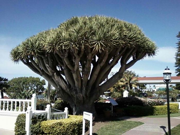 شجرة التنين - نبات غامض من المناطق المدارية