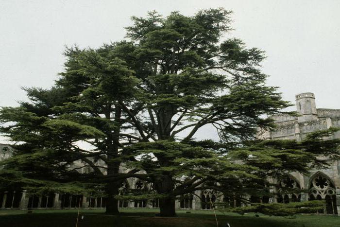 معطف لبنان. ما هي شجرة مصورة على اسلحة لبنان؟