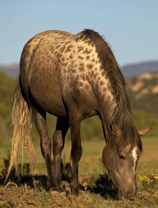الخيول من سلالة Karachai الصورة