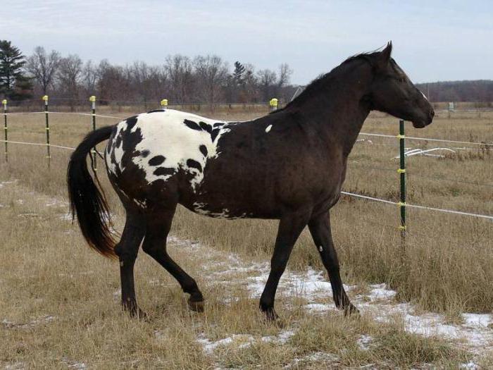الحصان من أبالوزا تولد من الجمال الذي يعترض التنفس