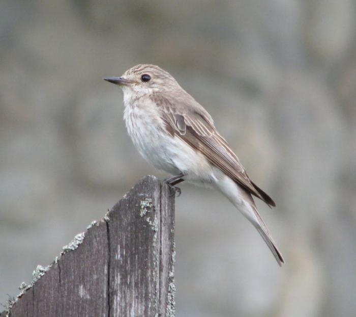 Flycatcher عادية - ضيف متعددة أرجل في الشقة