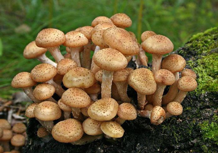 في أي درجة حرارة تنمو الفطر في الخريف ، agarics العسل