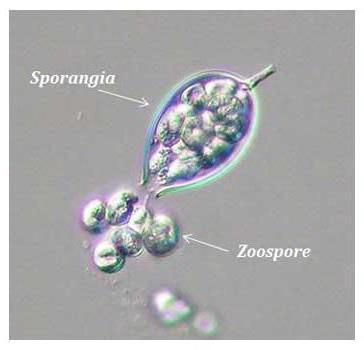 Zoospora هو شكل من أشكال دورة الحياة وطريقة للتكاثر