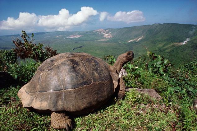 قمع Galapagos. معلم خطير من الأرخبيل