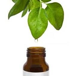 استخدام شجرة الشاي من الضروري النفط